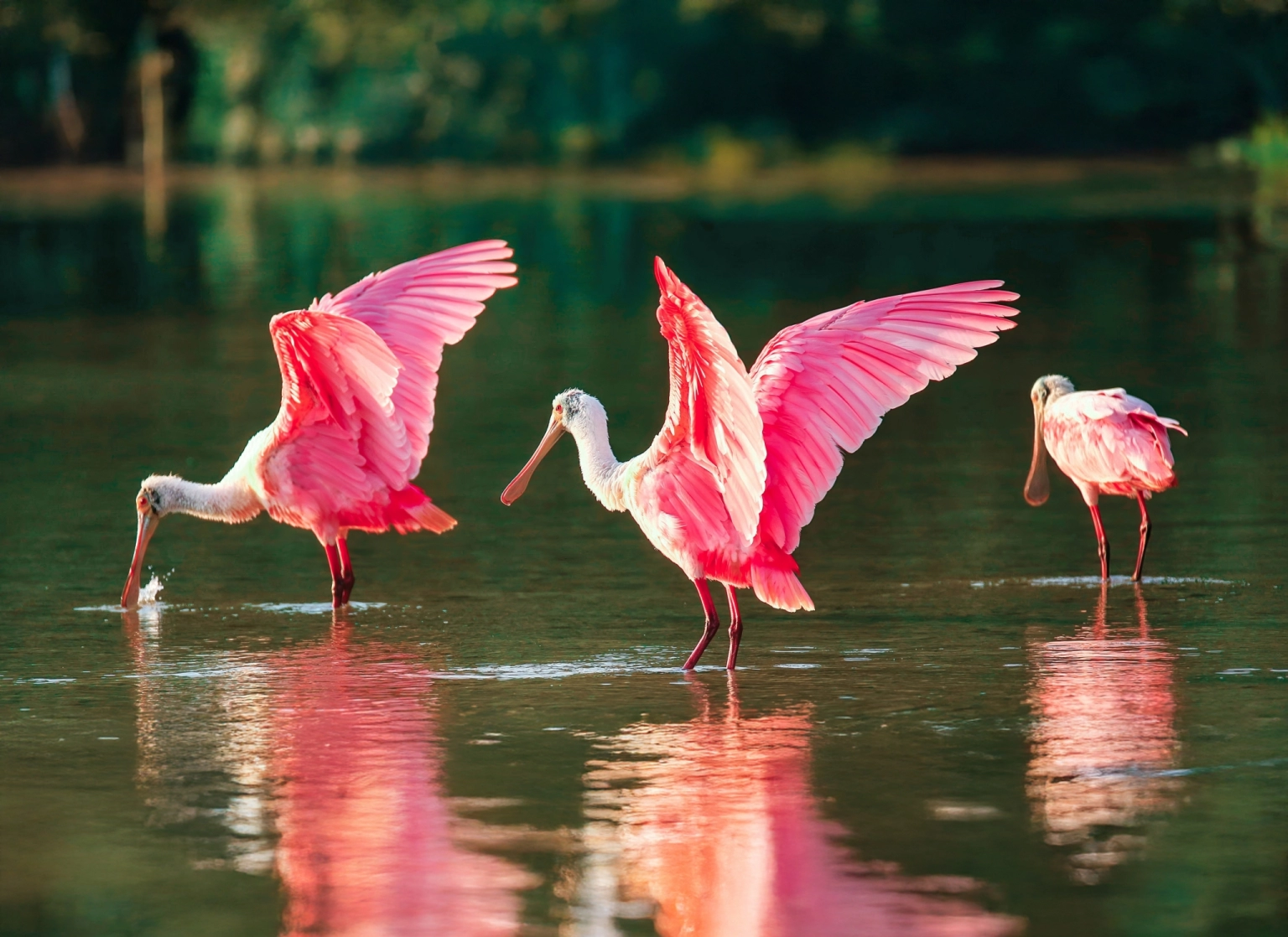 RoseateSpoonbill-JV_20220527_021100