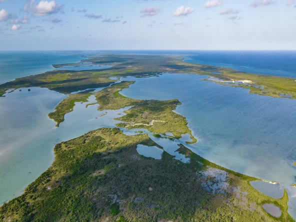 Silver Palm Drone View