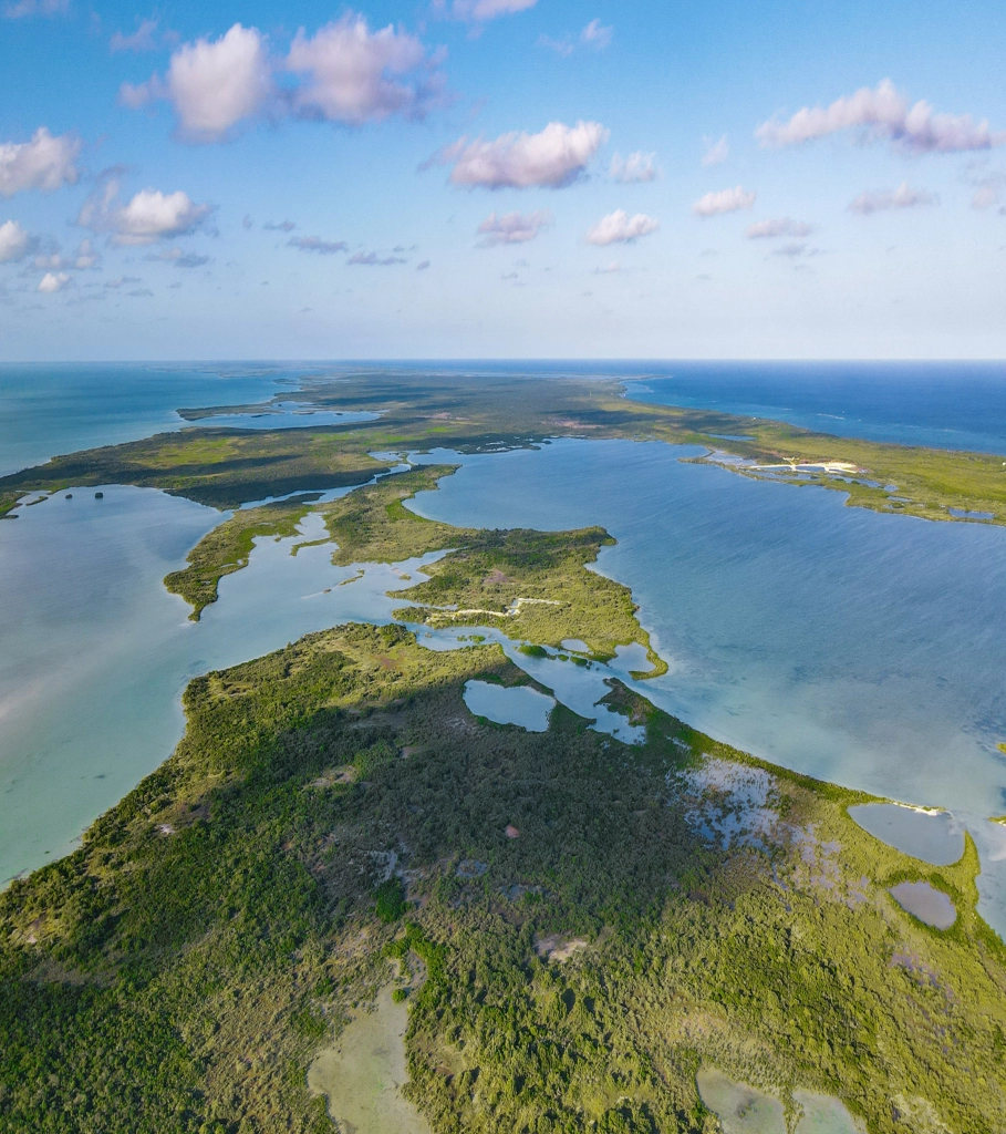 Silver Palm Drone View