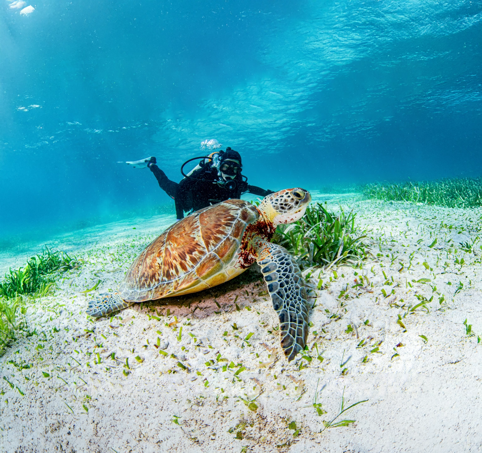 TurtleDiver-JV_20211001_164522