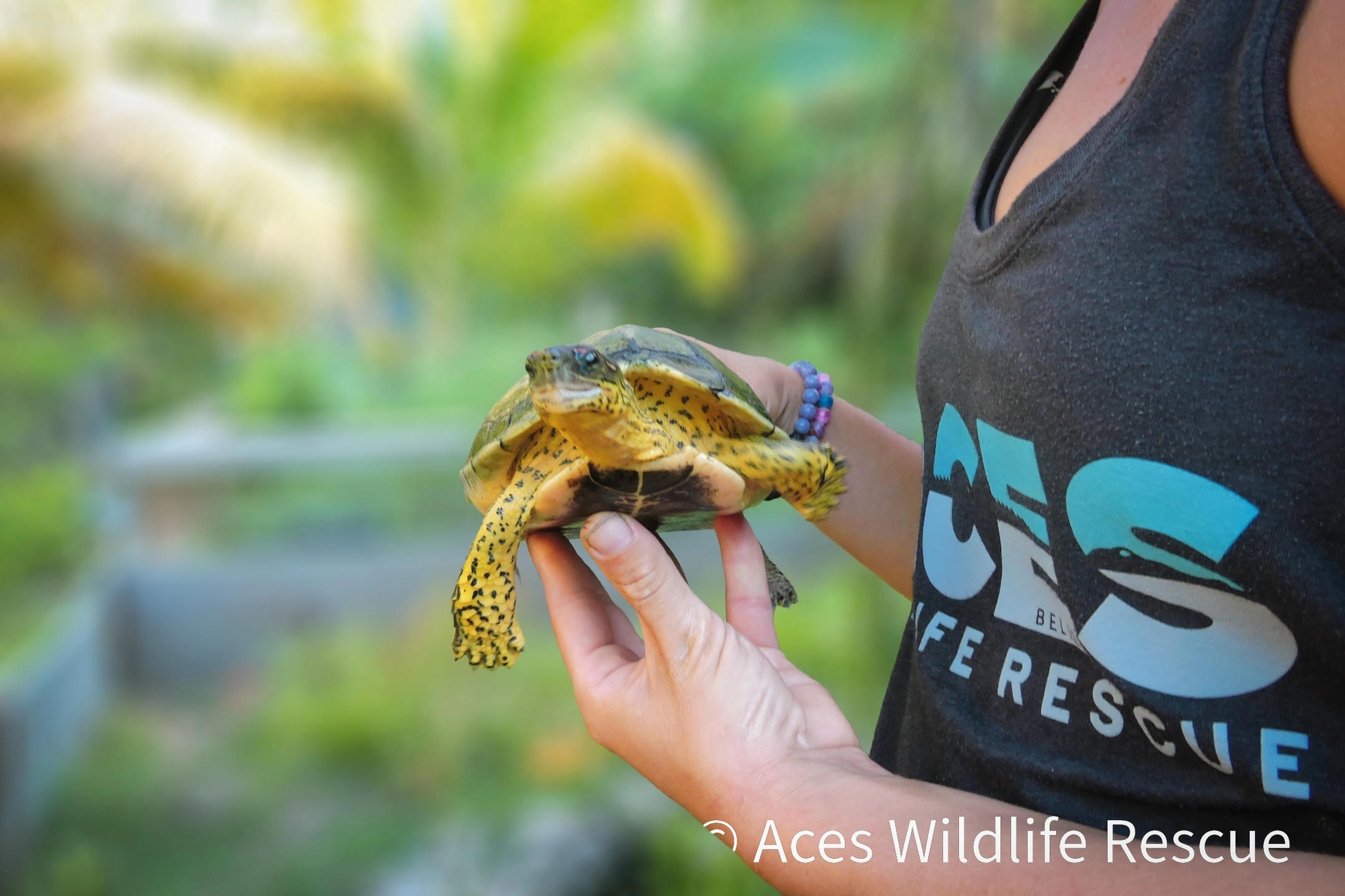 Woman Holding Small Turtle at ACES Wildlife Rescue. (Photo Credit: ACESWildlifeRescue.org)