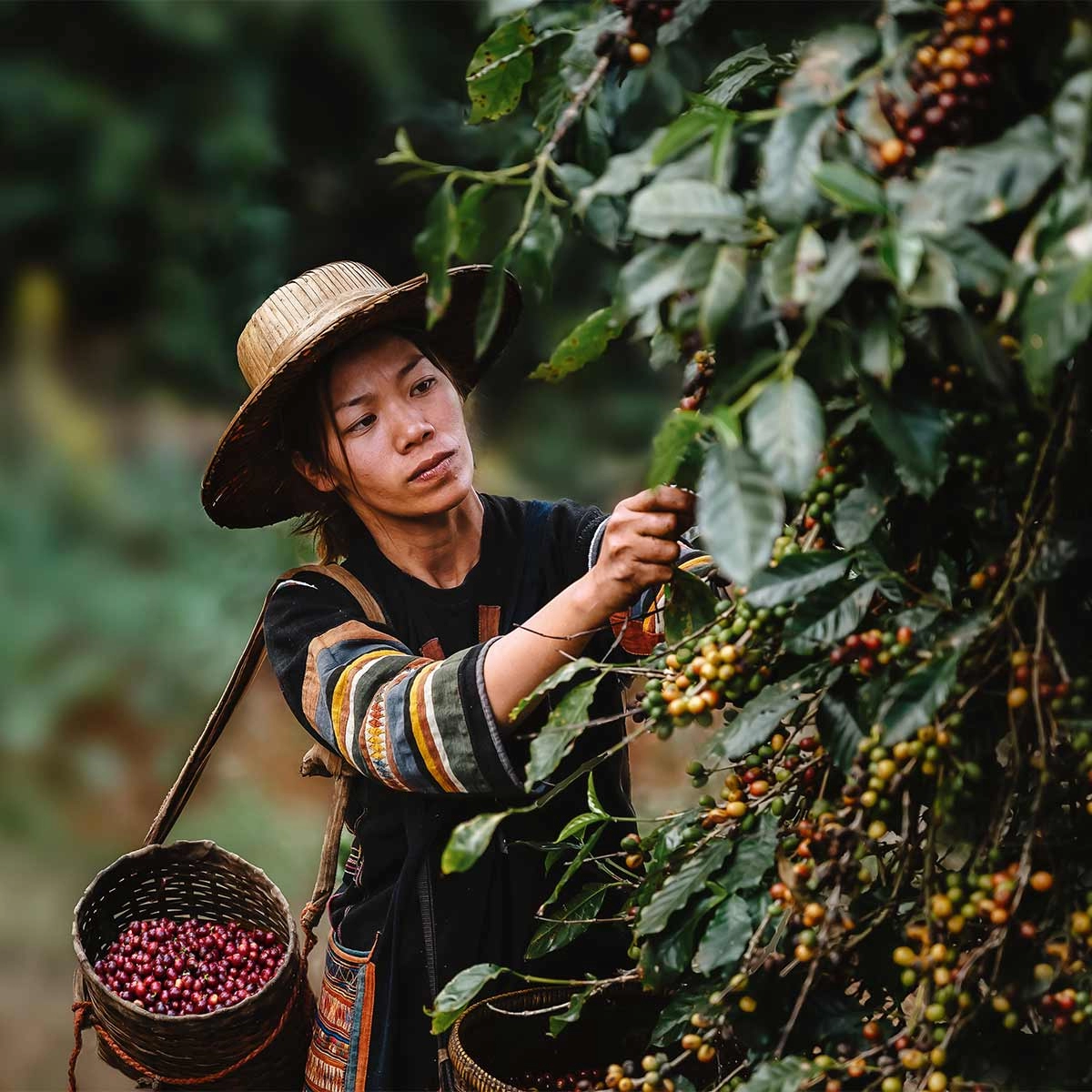 CoffeeHarvestingWoman-IMG_20210512_083245