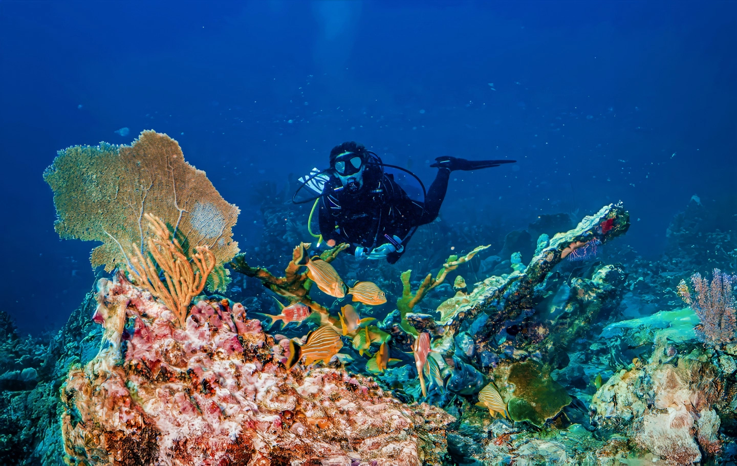 Diver touring through fishes and coral within the waters of the Belize Barrier Reef.