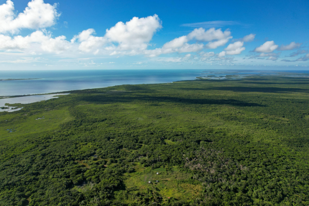 Mangrove Crossing