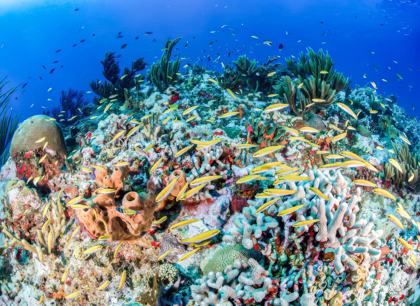Snapshot of a region of the coral reef, extending between the Belize Barrier Reef (which extends much of the country’s outer-coastline) and the Great Blue Hole. Snapshot of a region of the coral reef, extending between the Belize Barrier Reef (which extends much of the country’s outer-coastline) and the Great Blue Hole.