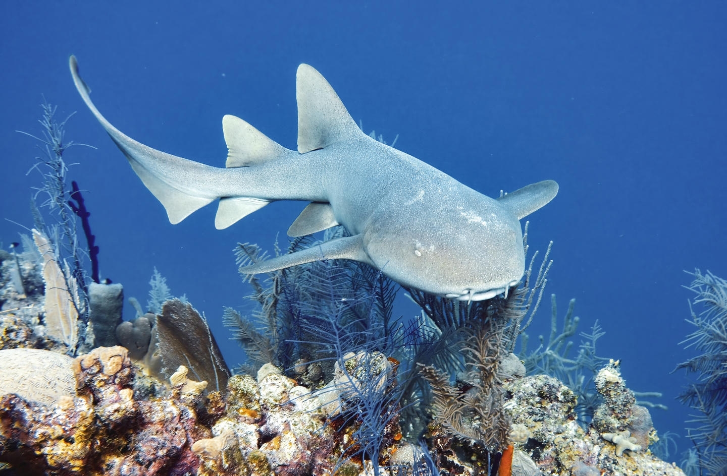 Nurse shark (Scientific name: Ginglymostoma cirratum), a shark native to the waters of Belize and the greater Caribbean Sea. It’s a vulnerable species in the ICUN list, thus highly protected in Belizean waters. Nurse shark (Scientific name: Ginglymostoma cirratum), a shark native to the waters of Belize and the greater Caribbean Sea. It’s a vulnerable species in the ICUN list, thus highly protected in Belizean waters.
